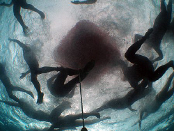 Viewing a swimming race in the ocean from below. Portsea ... by Cal Mero 